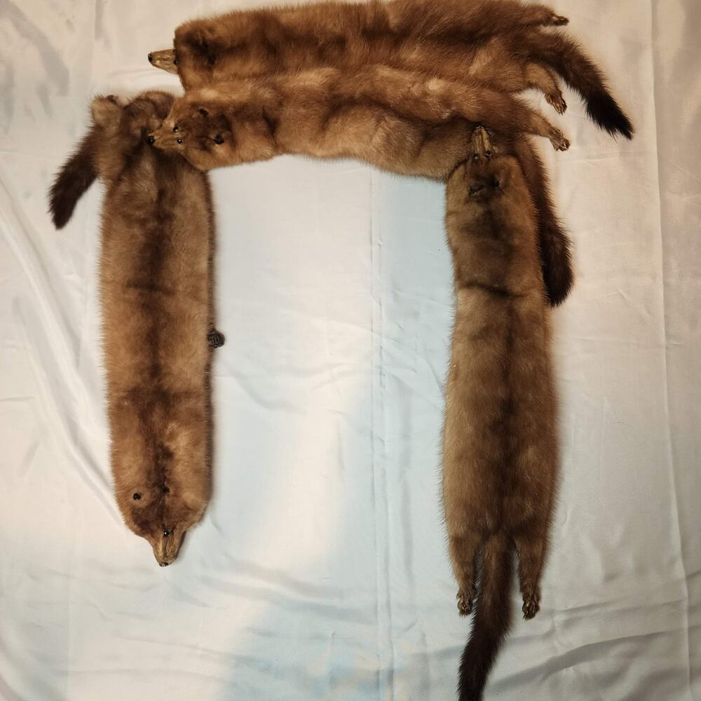 Vintage 5 Mink Fur Stole Pelts Scarfs Heads Full Body Taxidermy 1940s 1950s - Picture 6 of 9
